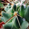 08 _Coryphantha_ octacantha 'clava' SB251_ 04